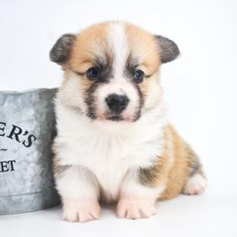 Oaken - Red male Pembroke Welsh Corgi puppy in San Antonio, Texas from Moxxi's Legacy Corgis