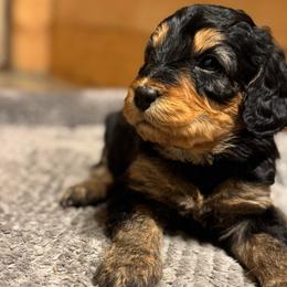 Scout - Phantom female Bernedoodle puppy in Constableville, New York from Zehr’s Labradoodles & Bernedoodles