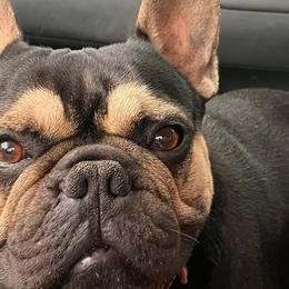 French Bulldogs from Cassie’s Frenchie Palace