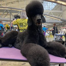 KC - Poodle