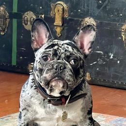 Temple - French Bulldog