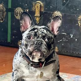 Temple - French Bulldog