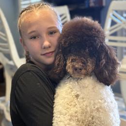 Rocky - Poodle