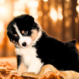 Hobbs - Black tri-color male Australian Shepherd puppy in Courtland, Alabama from 5R Farms