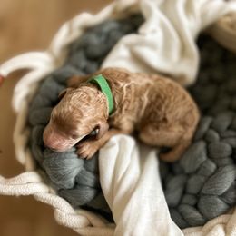 Poodle Puppies from Miller Creek Standard Poodles