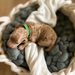 Poodle Puppies from Miller Creek Standard Poodles
