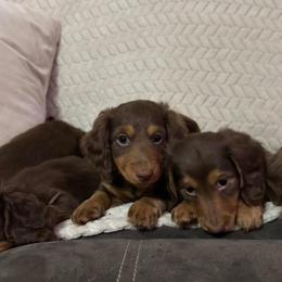 Dachshunds from Camden Line Dachshunds