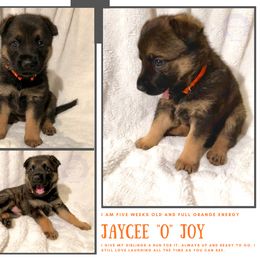 German Shepherd Puppies from Mountain Kraft K9 Kennel