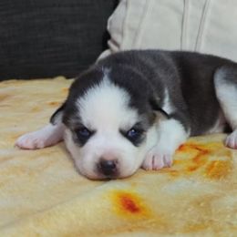 Valkyrie (Alpha Female) - Black and white Siberian Husky puppy in Kennesaw, Georgia from King Husky Puppies