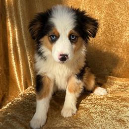 Snow White (Snowy) - Blue merle female Miniature Australian Shepherd puppy in Tecumseh, Oklahoma from Ashley's Aussies, LLC