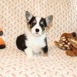 Ulana - Black and tan female Pembroke Welsh Corgi puppy in Morton, Mississippi from Crown AB Farms Pembroke Welsh Corgis