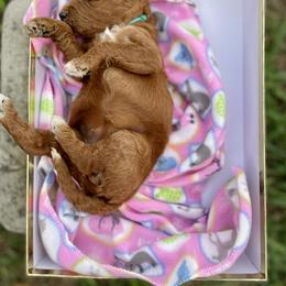 Labradoodle and Poodle Puppies from PawfectBud