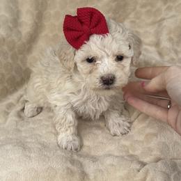 Connie - Cream female Maltipoo puppy in Lancaster, Kentucky from Dream Paws Puppies, LLC