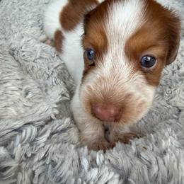 Velma - Dapple female Dachshund puppy in Jarales, New Mexico from Poker Paws Dachshunds