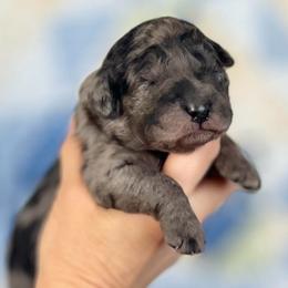 Cedar - Merle female Goldendoodle puppy in Kansas City, Missouri from Beary GoldenDoodles