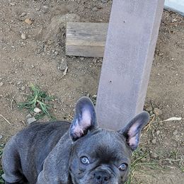 French Bulldog Puppies from 4 Leaf Frenchies