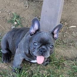 French Bulldog Puppies from 4 Leaf Frenchies