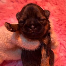 Marinara - Red female Shih Tzu puppy in Nekoosa, Wisconsin from Brox Acres House of Fur LLC