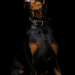 Doberman Pinschers from Cascade Ranch