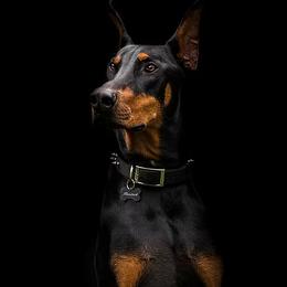 Doberman Pinschers from Cascade Ranch