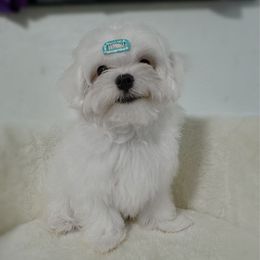 Mac - White male Maltese puppy in Vinton, Louisiana from Dreams & Love Maltese