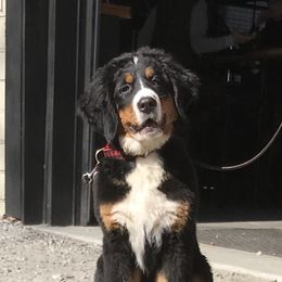 Bernese Mountain Dog Puppies from Cole Shanholtz's Bernese Mountain Dogs