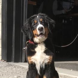 Bernese Mountain Dog Puppies from Cole Shanholtz's Bernese Mountain Dogs