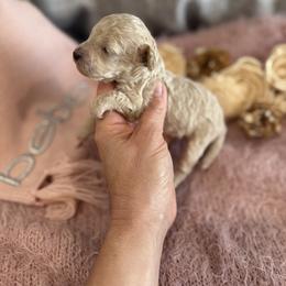 Maya - Cream female Poodle puppy in Hernando Beach, Florida from Minipupps