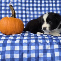 Thunder - Black and white male Border Collie puppy in Ripley, Oklahoma from Adventure5 Border Collies