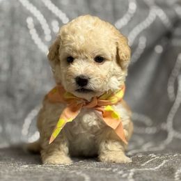 M4 100225 CC - Cream male Maltipoo puppy in Bakersfield, California from Silvia's Maltipoos