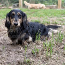 Goose - Black and cream male Dachshund puppy in Hornbeck, Louisiana from A&Z Mini Dachshunds