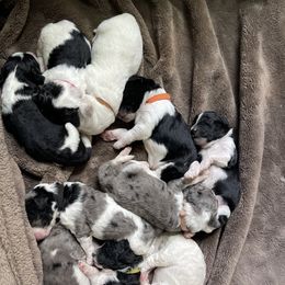 Double Doodle Puppies from Kirkham Doods