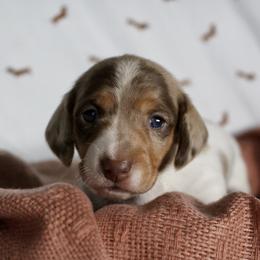Bo Peep - Chocolate and tan Dachshund puppy in Alva, Florida from Salty C's Dachshunds