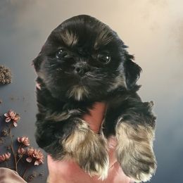 Draco - Black and tan male Shih Tzu puppy in Jacksonville, Florida from Shih Tzus of Jacksonville