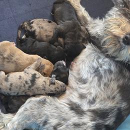 Schnoodles from Stormi Sky Schnoodles