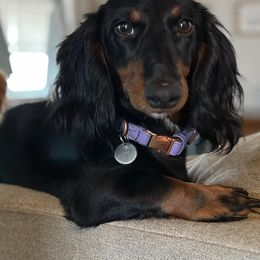 Dolly - Dachshund