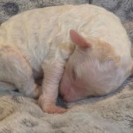 White girl - female Poodle puppy in Griswold, Connecticut from Flatrock Kennels of CT