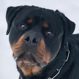 French Bulldogs and Rottweilers from Von Ehrenberg Kennels