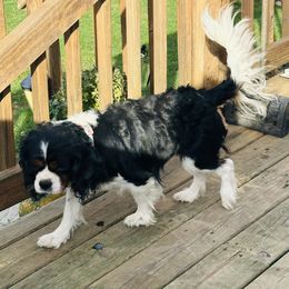 Dash - Cavalier King Charles Spaniel