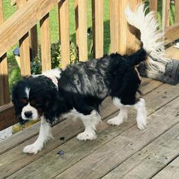 Dash - Cavalier King Charles Spaniel
