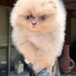 Carmila - Chocolate merle female Pomeranian puppy in Coleman, Oklahoma from Pretty Poms