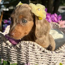 Lumi long hair- Pet ONLY - Dapple female Dachshund puppy in Lakeland, Florida from Elite Doxies Florida