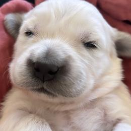 Girl 3 - Light golden female Golden Retriever puppy in Manti, Utah from Arrowhead Kennels