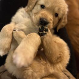 Golden Retriever Puppies from Golden Poppy Retrievers