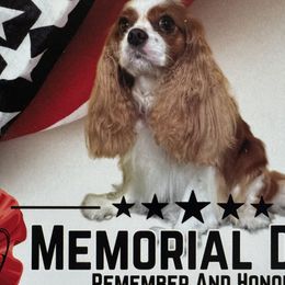 Izzy - Cavalier King Charles Spaniel