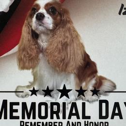 Izzy - Cavalier King Charles Spaniel