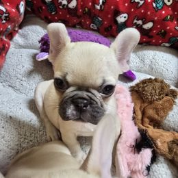 Brittany - Fawn female French Bulldog puppy in Yellowstone County, Montana from JNS Frenchies