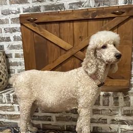 Maggie - Poodle