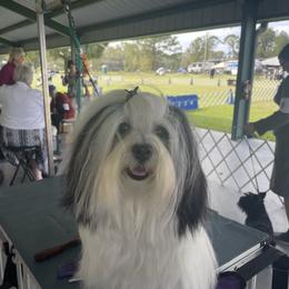 Miko - Havanese