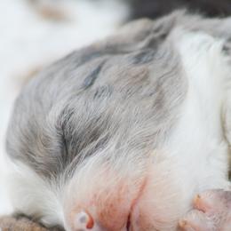 Aussiedoodles and Miniature Australian Shepherds from Kristy’s Kennels